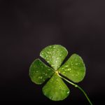shallow focus photography of four leaf clover