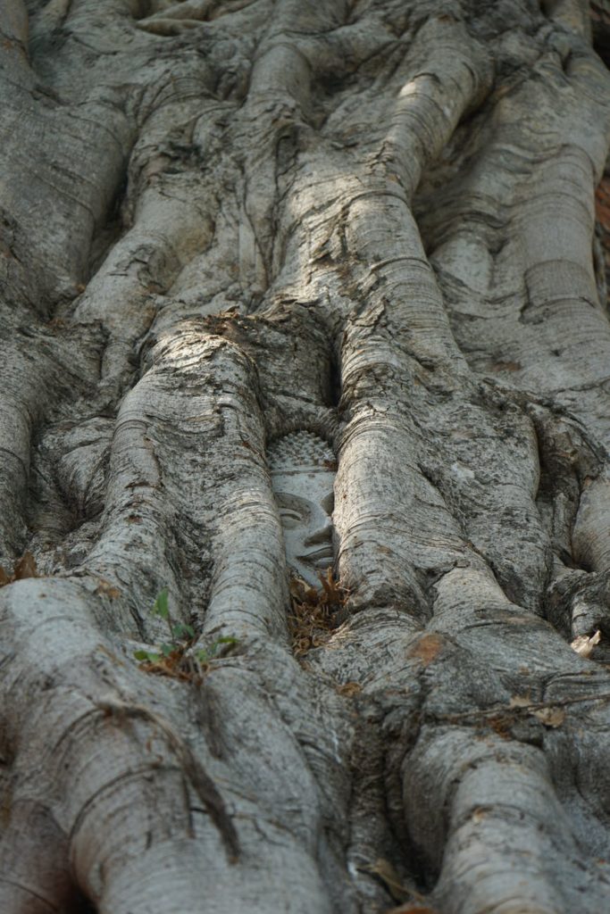 gray tree trunk with a buddha face