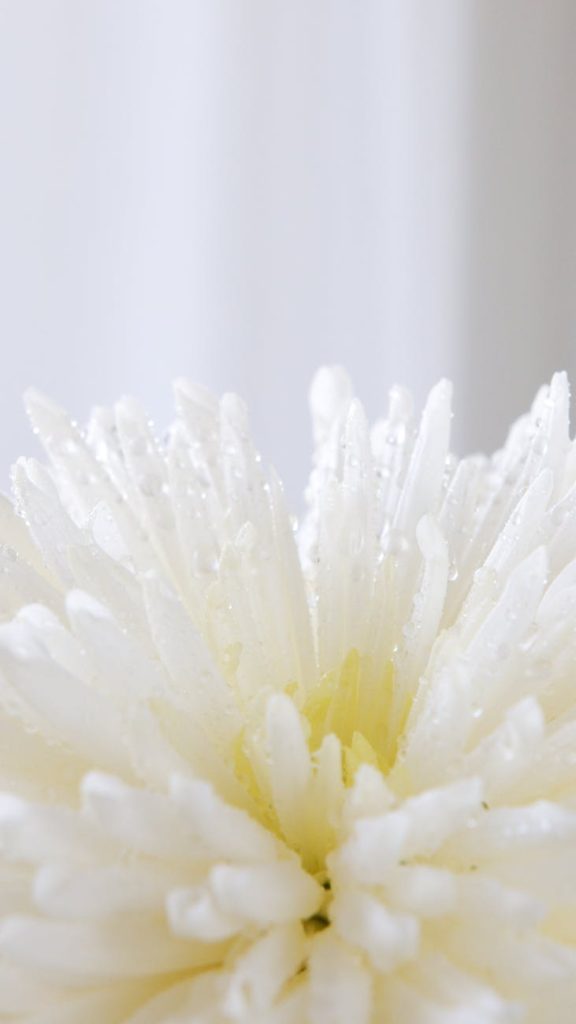 close up of a white flower