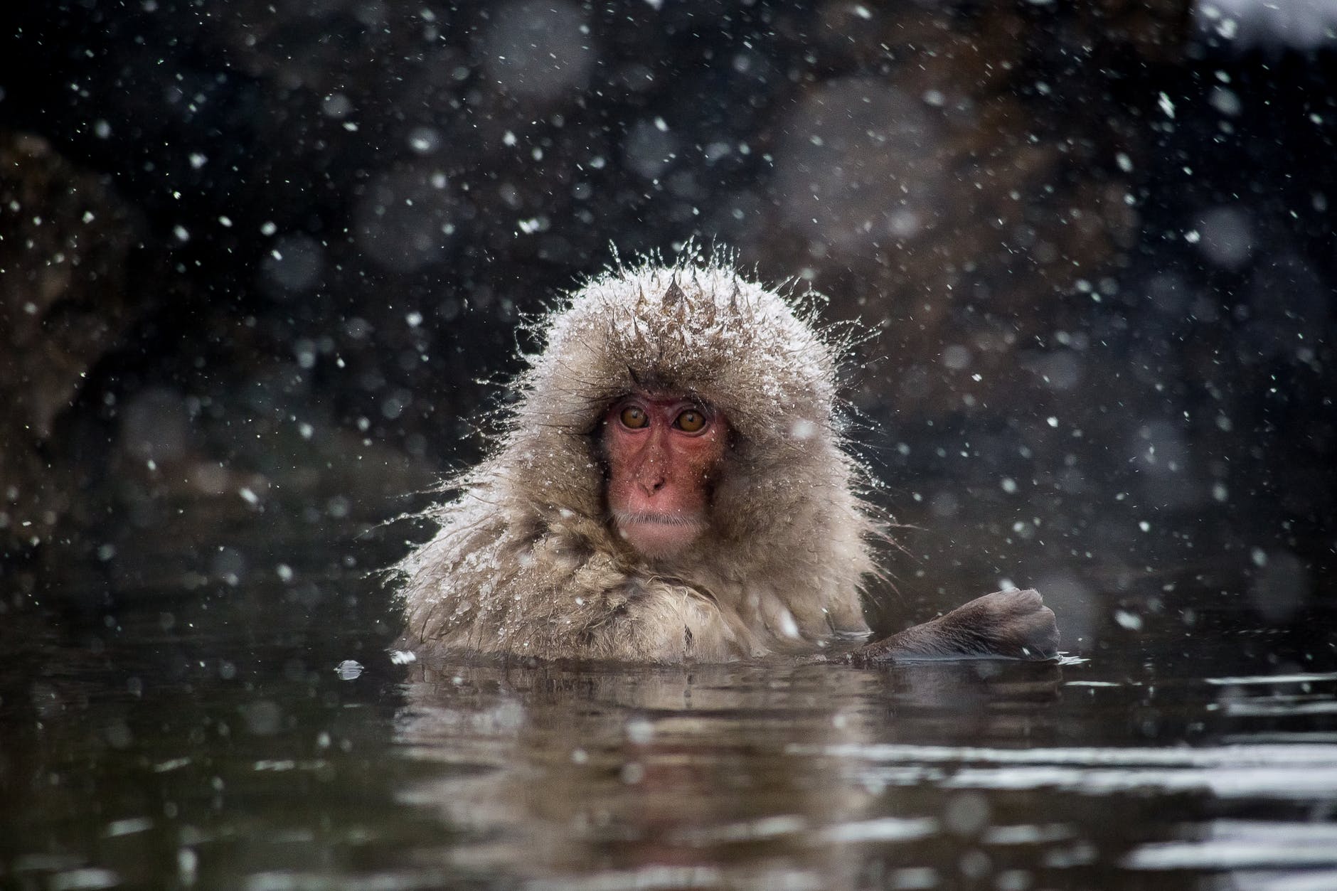 brown monkey in water