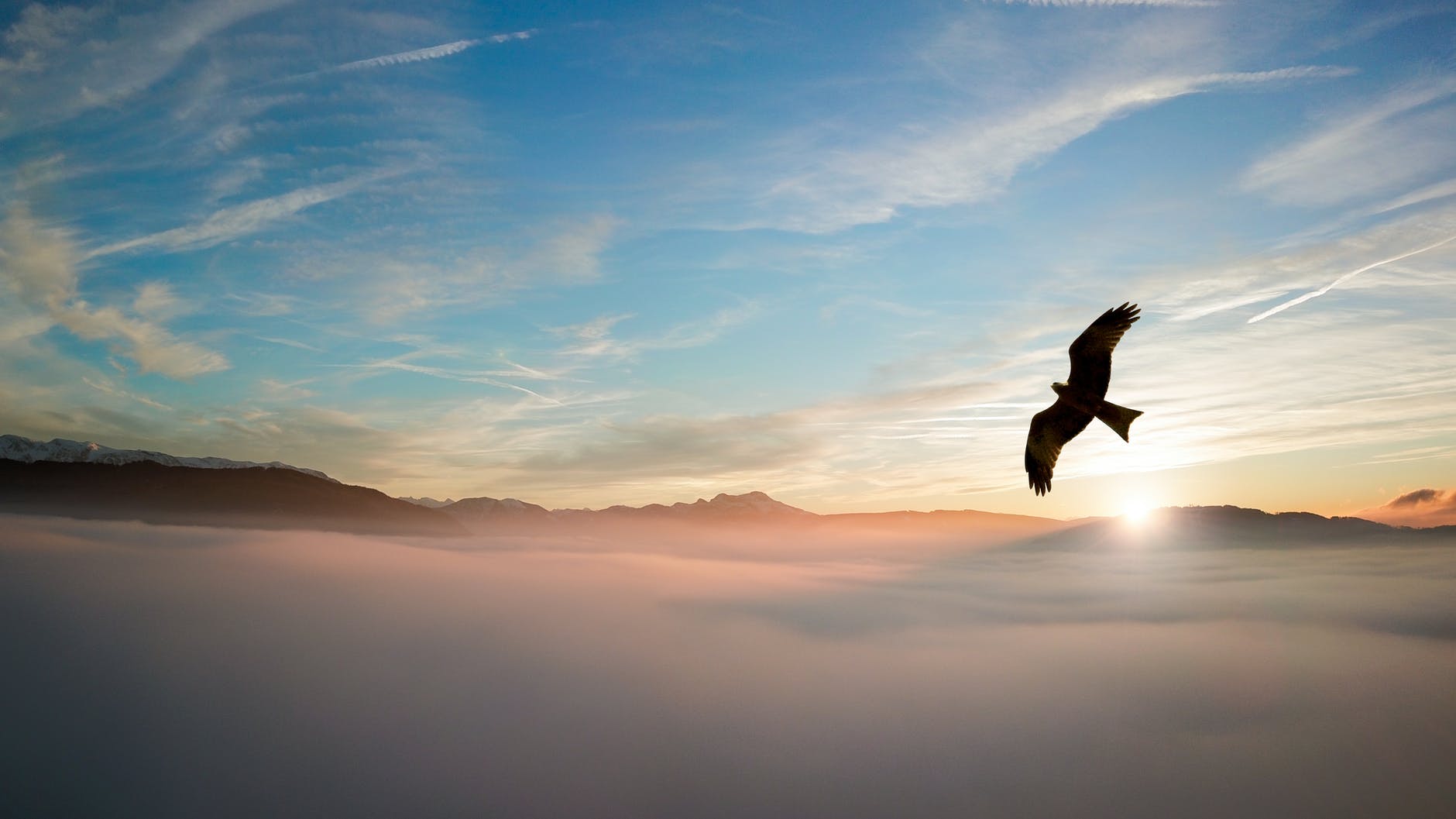 silhouette of bird above clouds