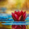 selective focus photography of red waterlily flower in bloom