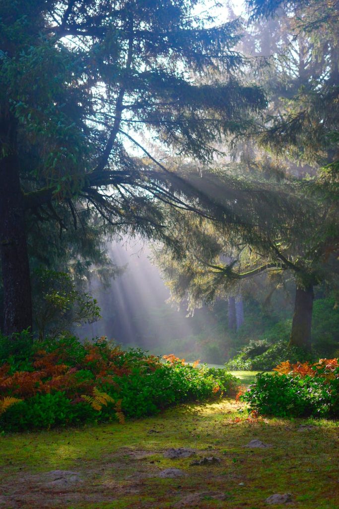 sunlight beaming on green trees
