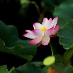 selective focus photography of pink petaled flower in bloom