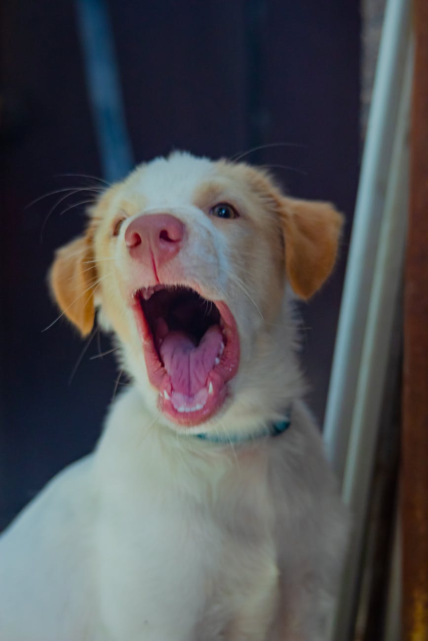 a puppy yawning