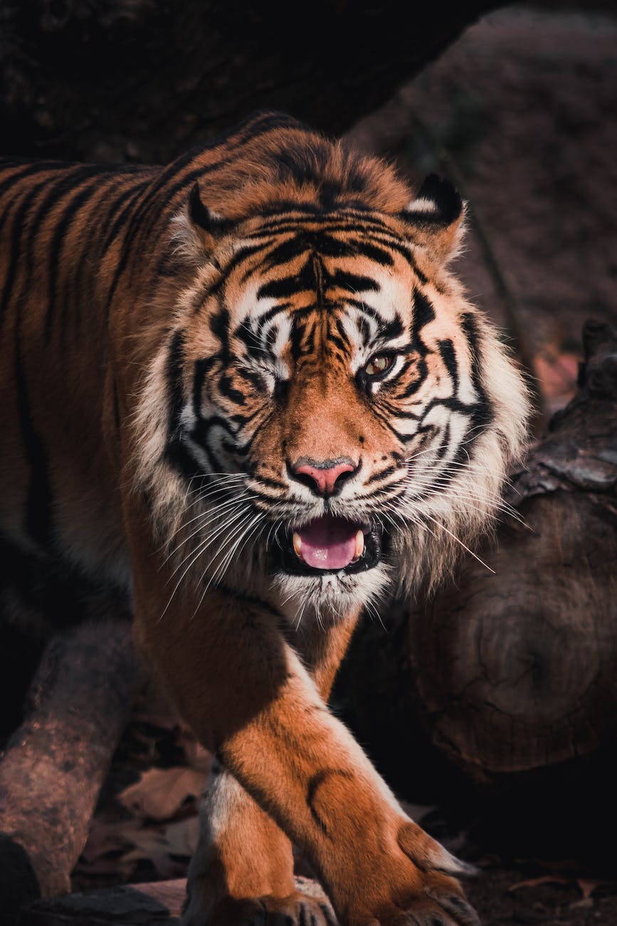 tiger with sharp fangs in nature