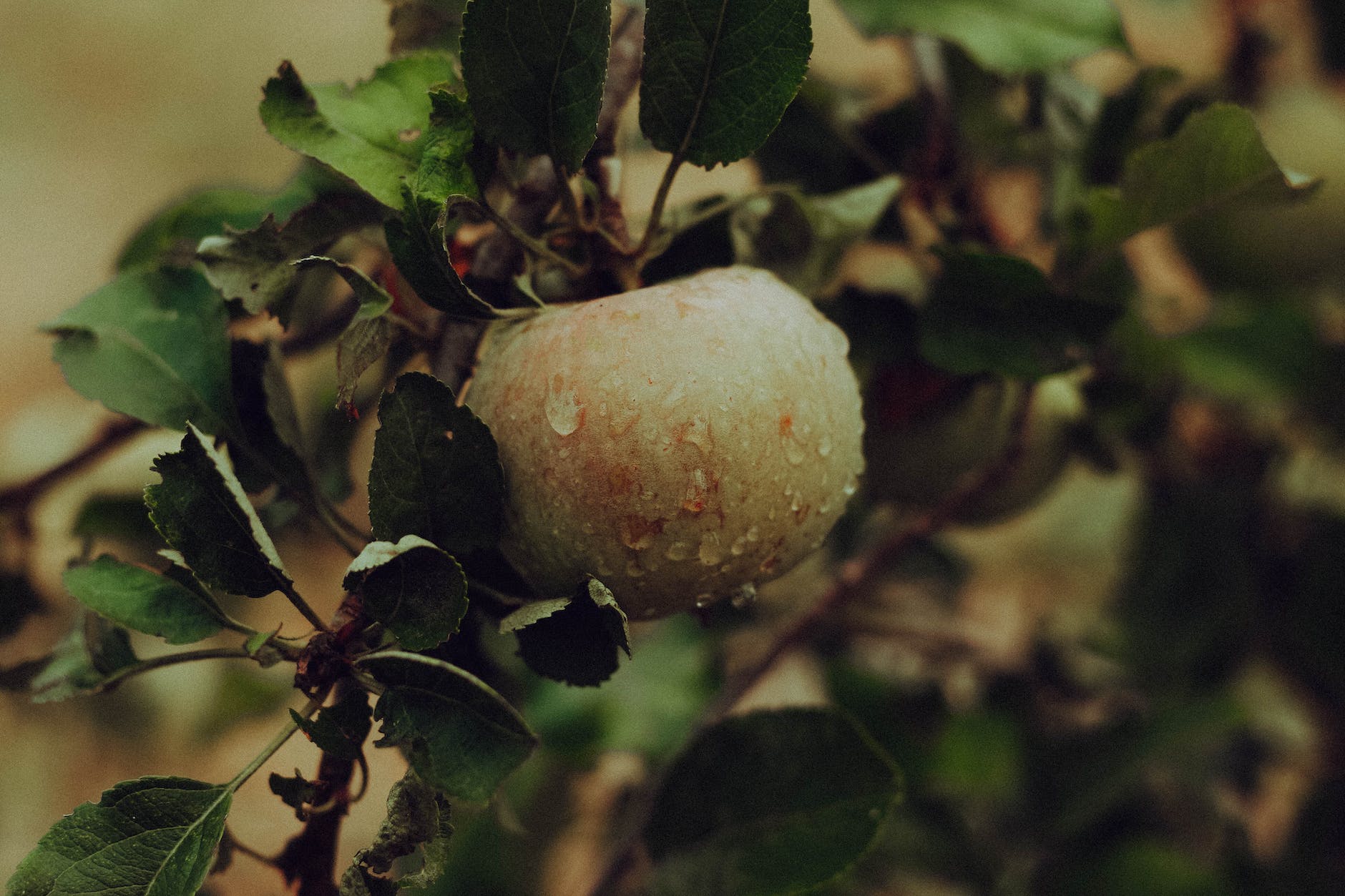 a green apple with rain drops on the apple tree