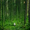 person walking between green forest trees