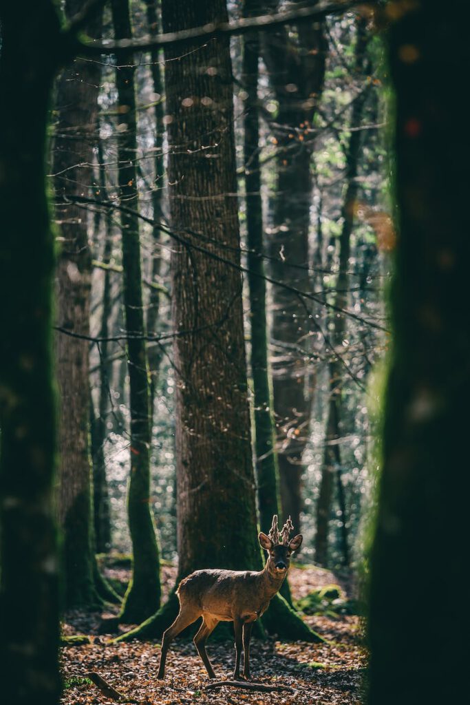 deer in the middle of the forest