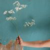 person holding white flower near blue wall