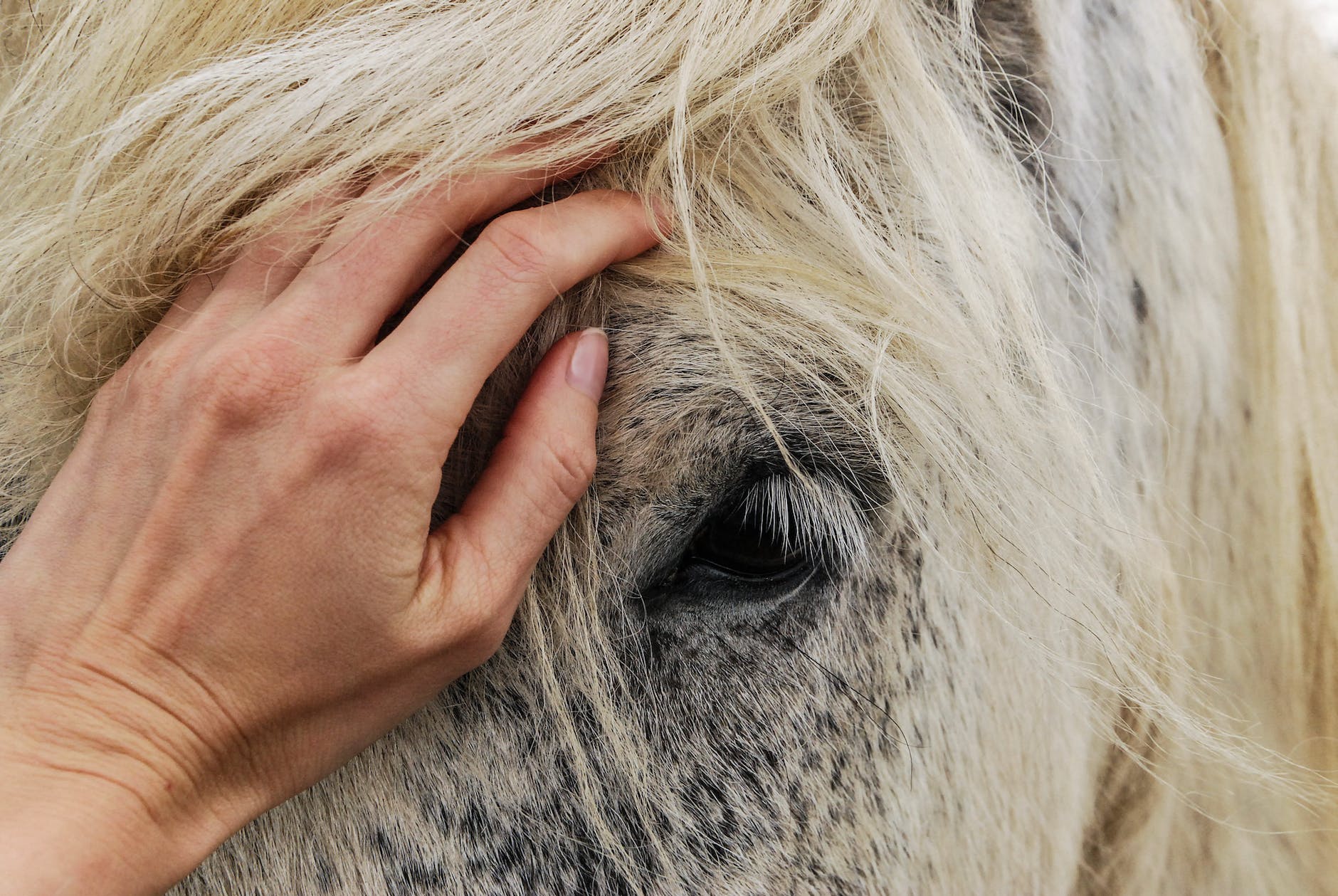 person s hand on white horse s face
