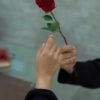 crop faceless man presenting red rose to girlfriend