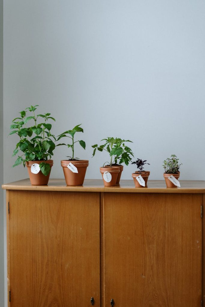 green potted plants on brown wooden cabinet